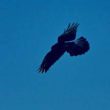 Eagle above Sierra Blanca